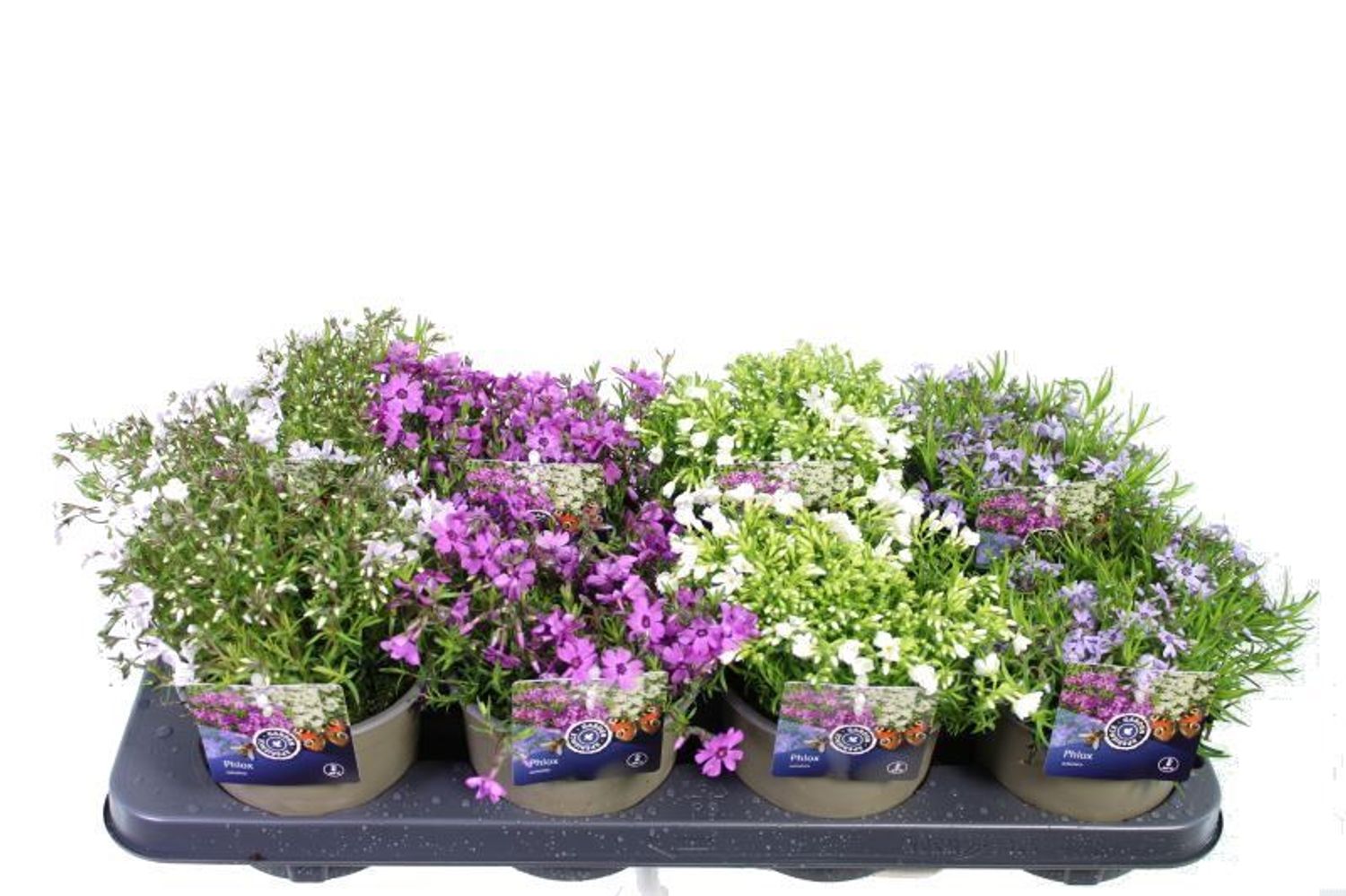 Phlox SUBULATA MIX — Växter grossist FlorAccess