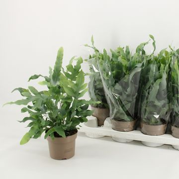 Phlebodium aureum 'Blue Star'