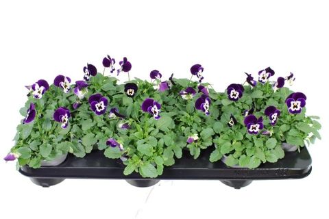 Viola DELTINI VIOLET FACE