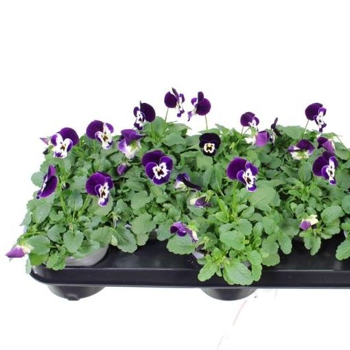 Viola DELTINI VIOLET FACE