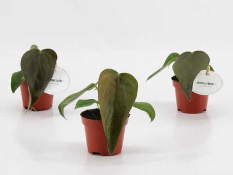 Anthurium 'Queen of Hearts'