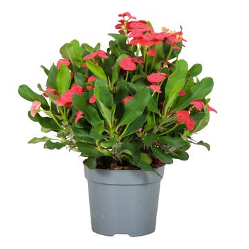 Euphorbia 'Vulcanus'