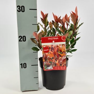 Photinia x fraseri CHICO