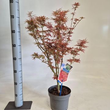 Acer palmatum 'Jerre Schwartz'