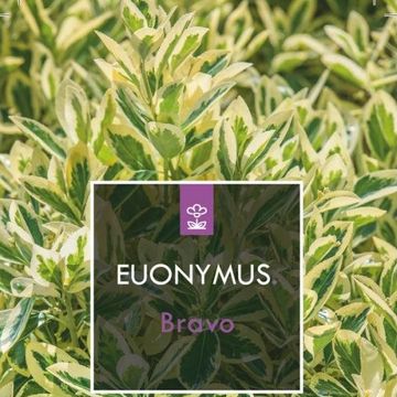 Euonymus japonicus 'Bravo'