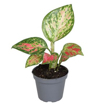 Aglaonema 'Lucky Red'