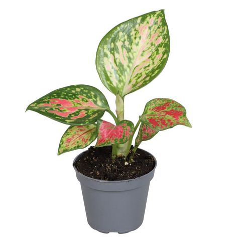 Aglaonema 'Lucky Red'