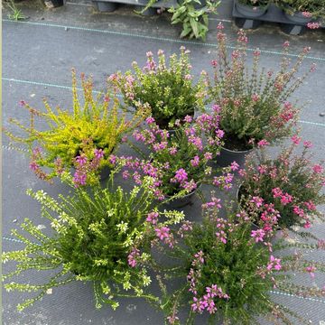 Erica cinerea