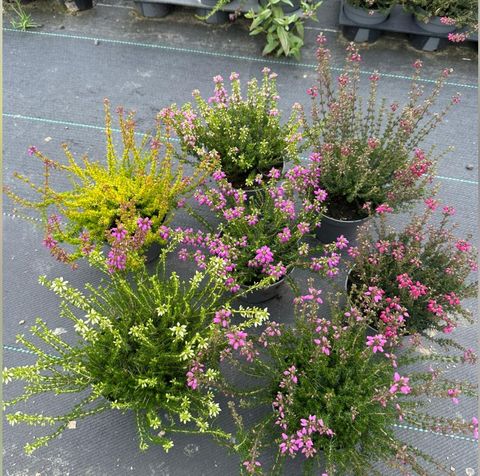 Erica cinerea