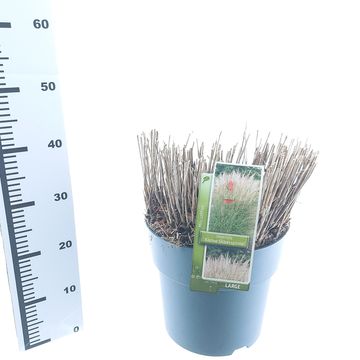 Miscanthus sinensis 'Kleine Silberspinne'