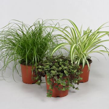 Φυτά εσωτερικού χώρου PET MIX