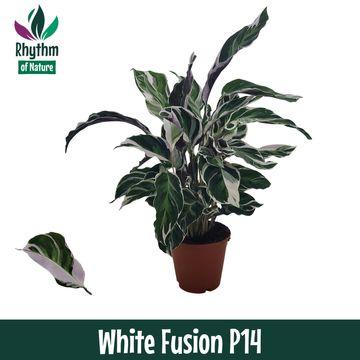 Calathea 'White Fusion'