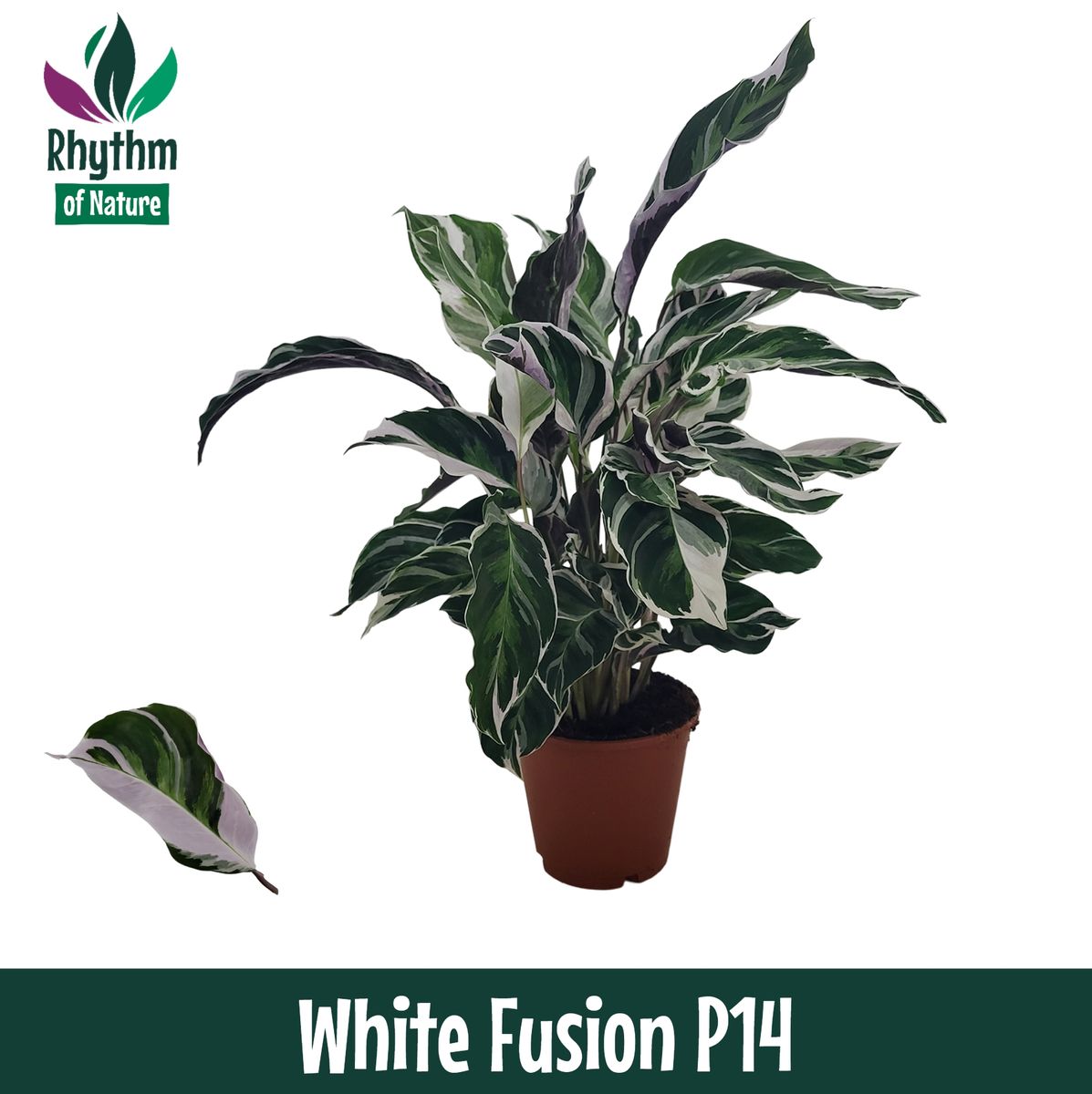 Calathea 'White Fusion'  Pflanzengrohandel FlorAccess