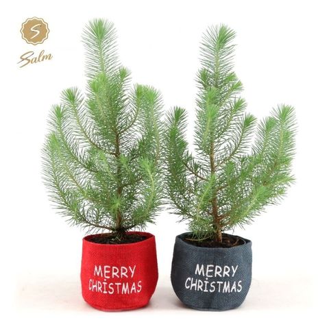 Pinus pinea 'Silver Crest'