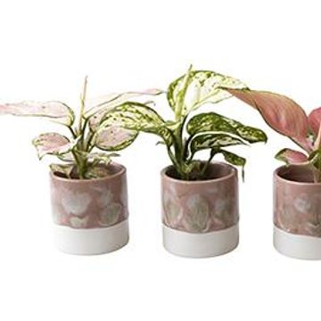 Aglaonema MIX