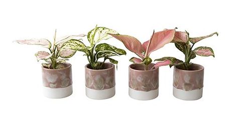 Aglaonema MIX