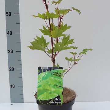 Acer shirasawanum 'Aureum'