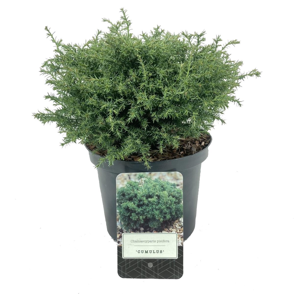 Chamaecyparis pisifera 'Cumulus' — Plant Wholesale FlorAccess