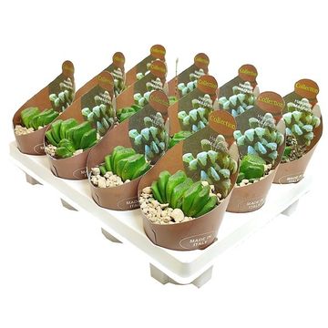 Haworthia truncata maughanii