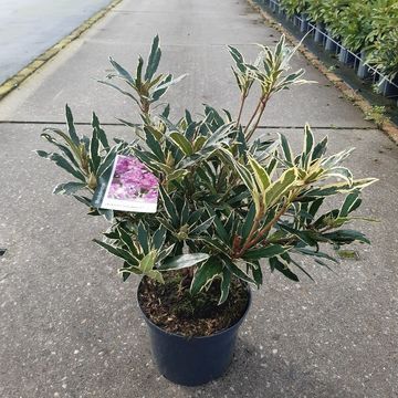 Rhododendron ponticum 'Variegatum'