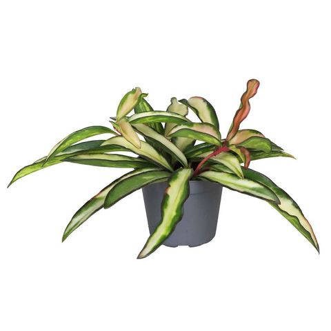 Hoya wayetii 'Tricolor'