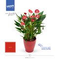 Anthurium MILLION FLOWERS RED