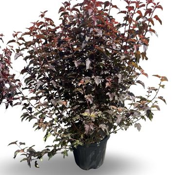 Physocarpus opulifolius LADY IN RED