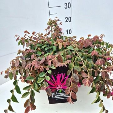 Loropetalum chinense 'Daybreak's Flame'
