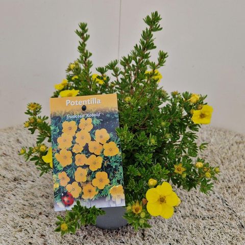 Potentilla fruticosa 'Kobold'