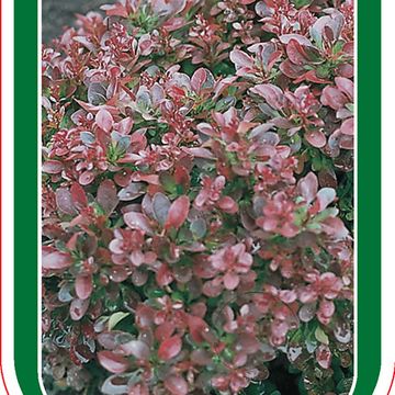 Berberis thunbergii 'Atropurpurea Nana'