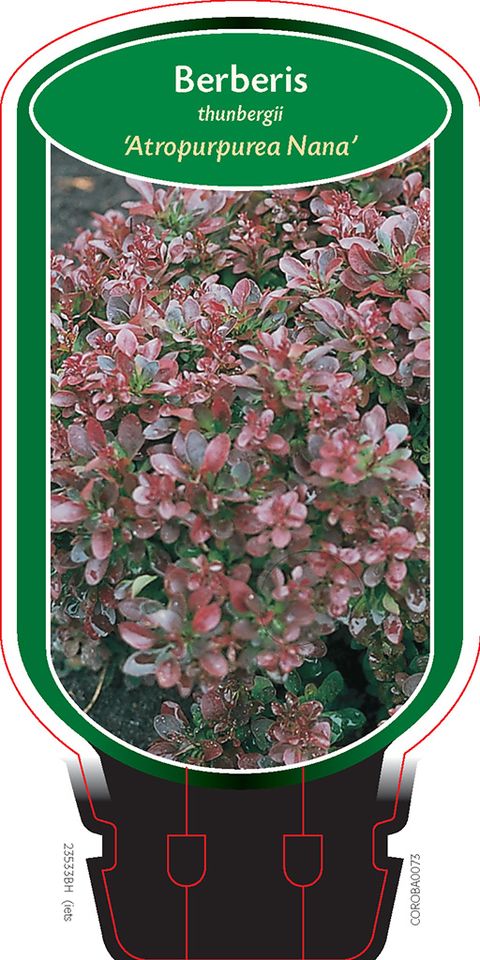 Berberis thunbergii 'Atropurpurea Nana'