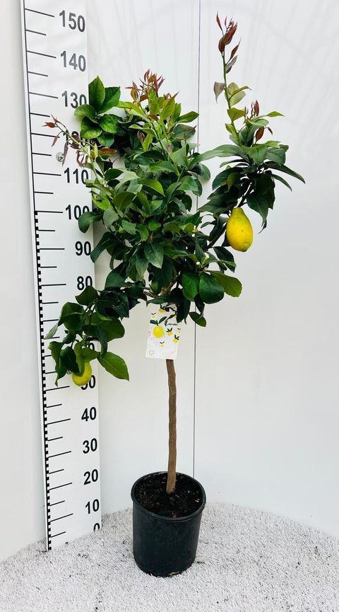 Citrus x limon