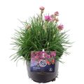 Armeria maritima 'Splendens'