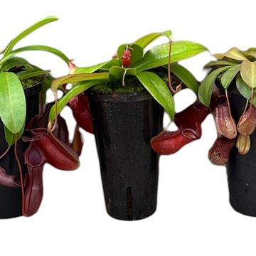 Nepenthes MIX