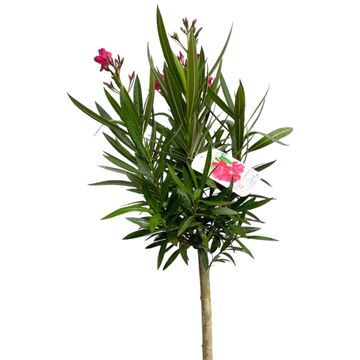 Nerium oleander