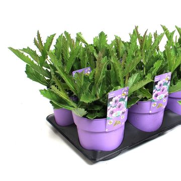 Verbena rigida