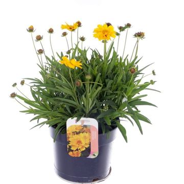 Coreopsis grandiflora 'Andiamo Yellow Red'