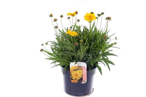 Coreopsis grandiflora 'Andiamo Yellow Red'