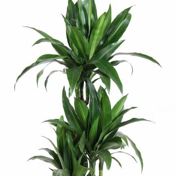 Dracaena fragrans 'Paloma'