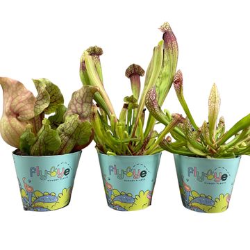 Sarracenia MIX