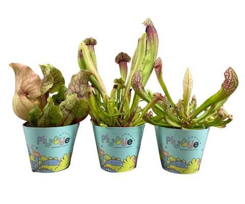 Sarracenia MIX