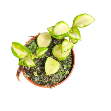 Hoya heuschkeliana 'Variegata'