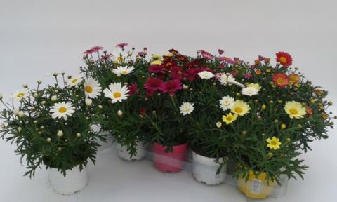 Argyranthemum frutescens DAISY CRAZY MIX