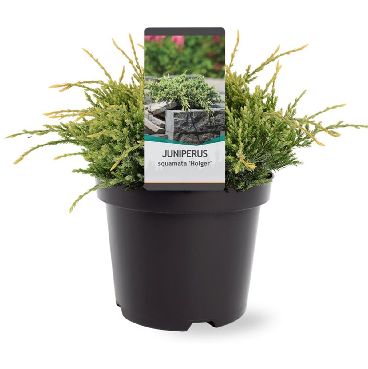 Juniperus squamata 'Holger' — Plant Wholesale FlorAccess