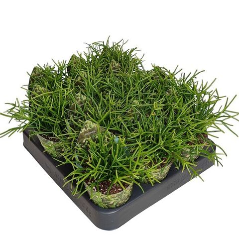 Rhipsalis CASHERO