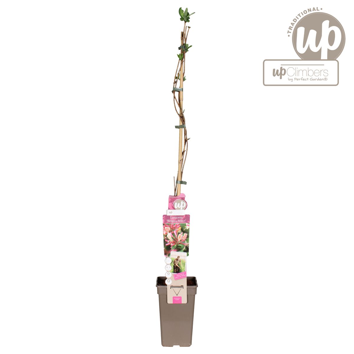 curcuma longa plant Turmeric Plant – Green Haven Nursery main image 1