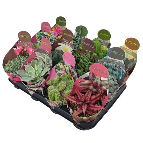 Cactus / Succulents MIX