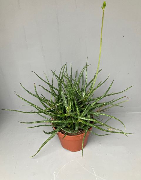 Aloe bakeri