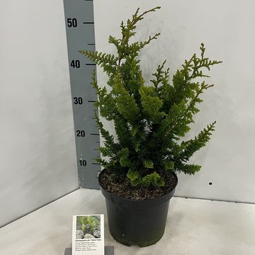 Chamaecyparis obtusa 'Teddy Bear'