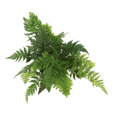 Polystichum rigens